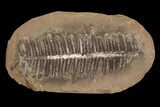 Pecopteris Fern Fossil (Pos/Neg) - Mazon Creek #87722-2